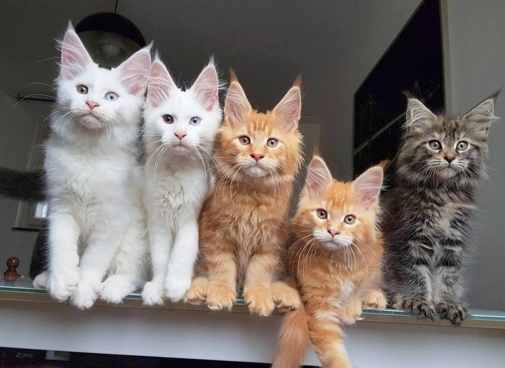 Purebred Maine Coon Kittens for Sale | USA & Canada Listings Registered Maine Coon kittens available across USA & Canada