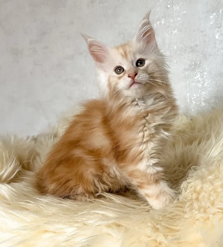 Ethical Maine Coon Breeder | Socialized Kittens for Loving Homes Socialized Maine Coon kittens raised indoors with love