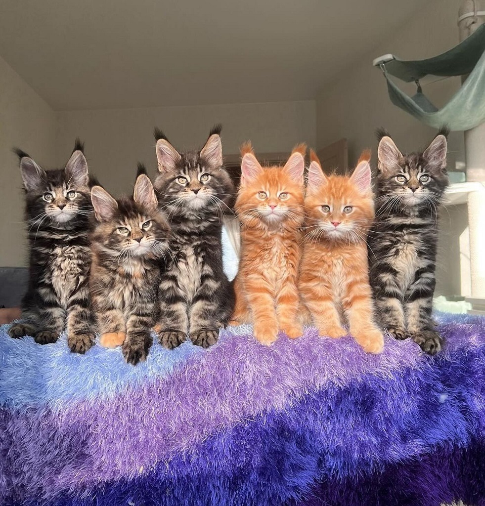 Maine Coon Kittens Delivered Nationwide | Trusted North American Breeder Maine Coon kittens ready for delivery across USA and Canada