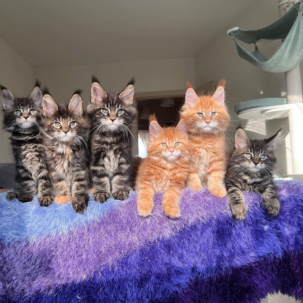 TICA & CFA Registered Maine Coon Breeder | Healthy Champion Bloodlines Healthy Maine Coon kittens from a TICA & CFA registered breeder