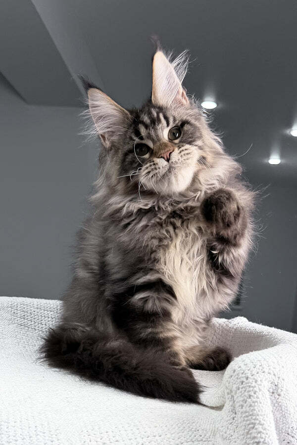 Maine Coon Kittens With Exceptional Temperament | Family‑Raised Calm and friendly Maine Coon kittens raised in a family environment