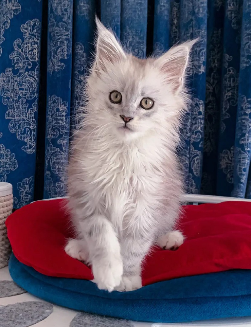 Large, Fluffy Maine Coon Kittens | European & American Pedigrees Fluffy Maine Coon kittens with strong European and American features