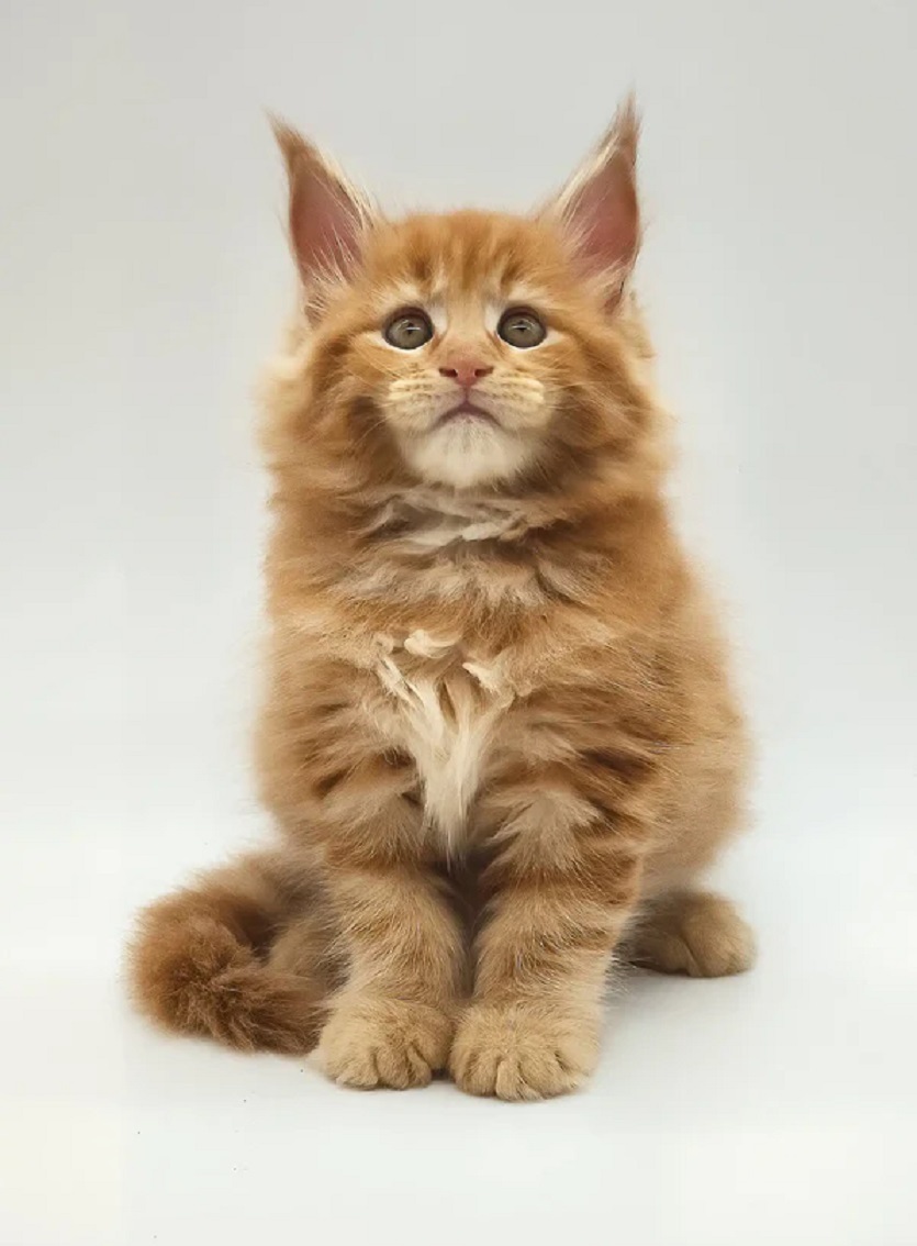 Top‑Rated Maine Coon Cattery | Health‑Guaranteed Kittens Healthy Maine Coon kittens with health guarantee from VCFluffyCoons