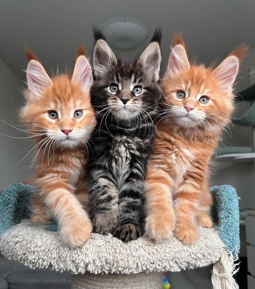Purebred Maine Coon Kittens for Sale | VCFluffyCoons USA & Canada Maine Coon kittens sitting together from VCFluffyCoons cattery